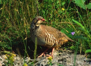 Cacciatori romagnoli